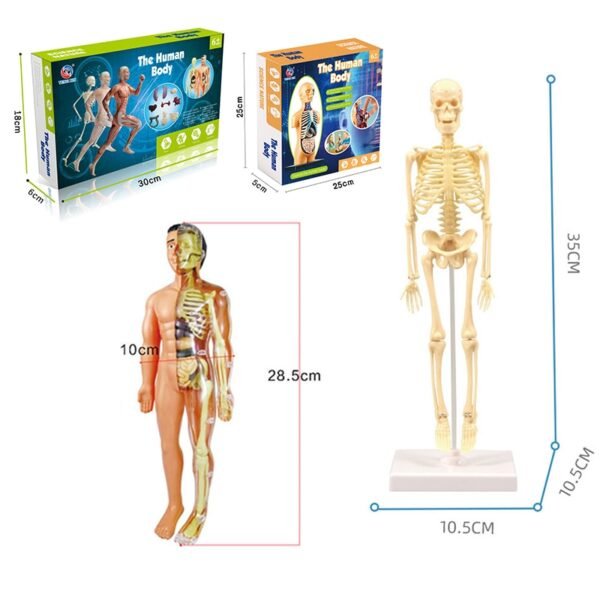thumbnail image 2 of Organizeh Clear Human Body Structure Model, DIY Assembled 2 of 12